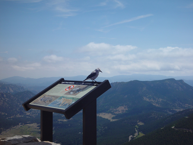 <b>Wheres The Predators?</b><br><i><font size=1>by</i><font size=2> Lisa Young