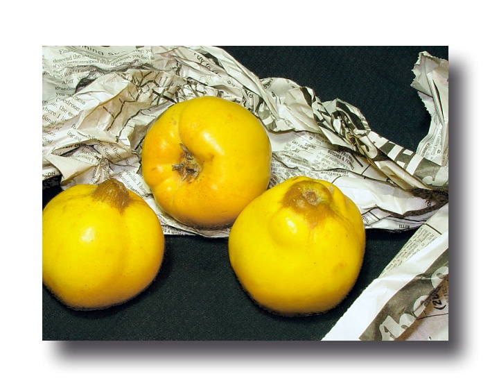 <B>Postal Quince</B><BR><FONT size=2>by Ro Miller</FONT>