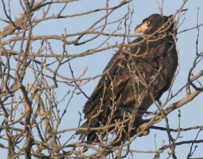 1-14 eagle 4 4333.jpg