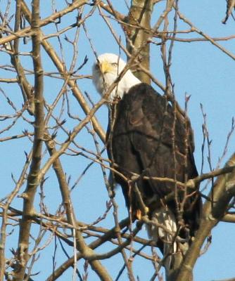 1-14 eagle 10 4351.jpg