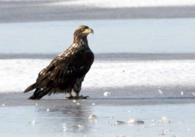 1-14 eagle 13 4374.jpg