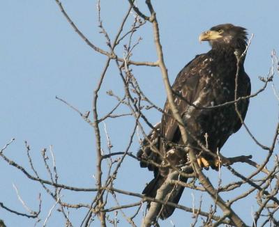 1-14 eagle 15 4398.jpg