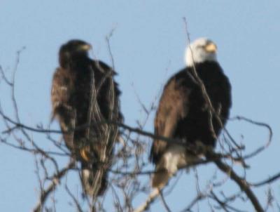 1-14 eagles 14-15 4380.jpg