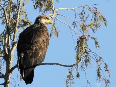 1-14-eagle 12 4358.jpg