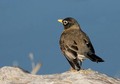 3-14 robin  3616.jpg