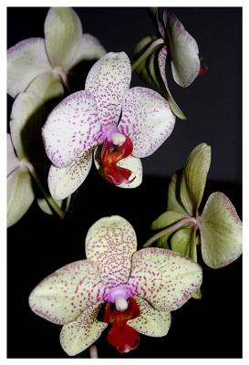 u14/susa3/medium/38696395.orchide0504Large.jpg
