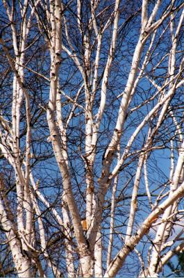 birch_tree.jpg
