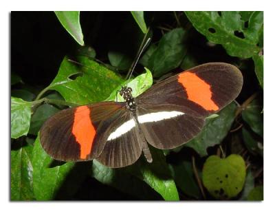 Longwing Butterfly.jpg