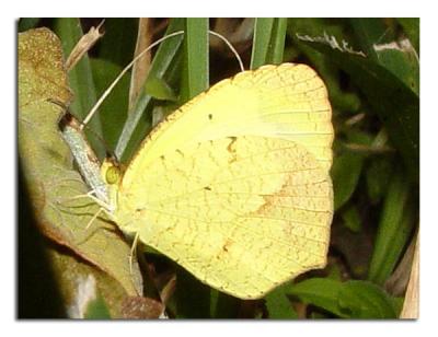 Tailed Yellow Butterfly.jpg