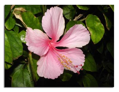Pale Pink Hibiscus.jpg