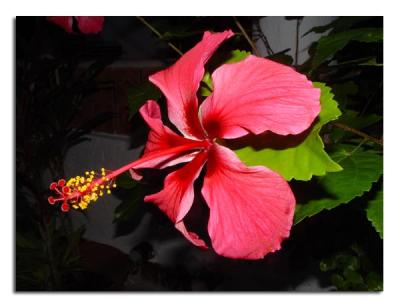 Pink Hibiscus.jpg