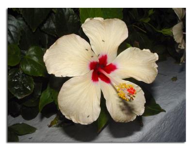 Yellow Hibiscus.jpg