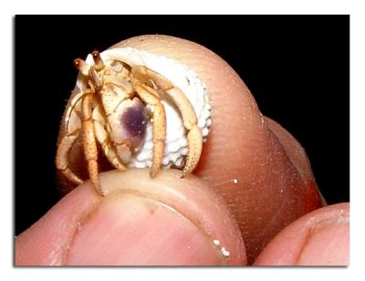 Small Hermit Crab.jpg