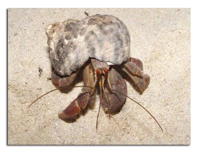 Big Hermit Crab.jpg