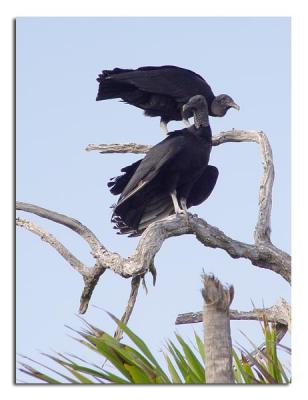 Black Vultures.jpg