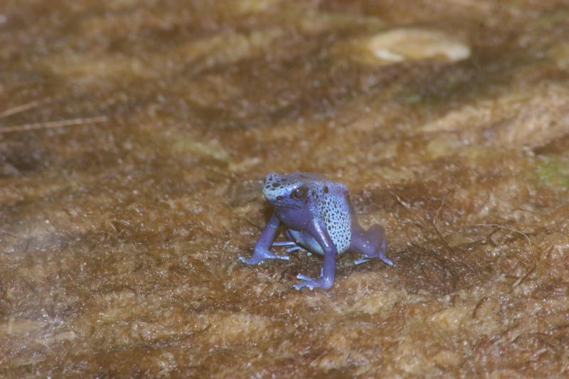blue frog.JPG