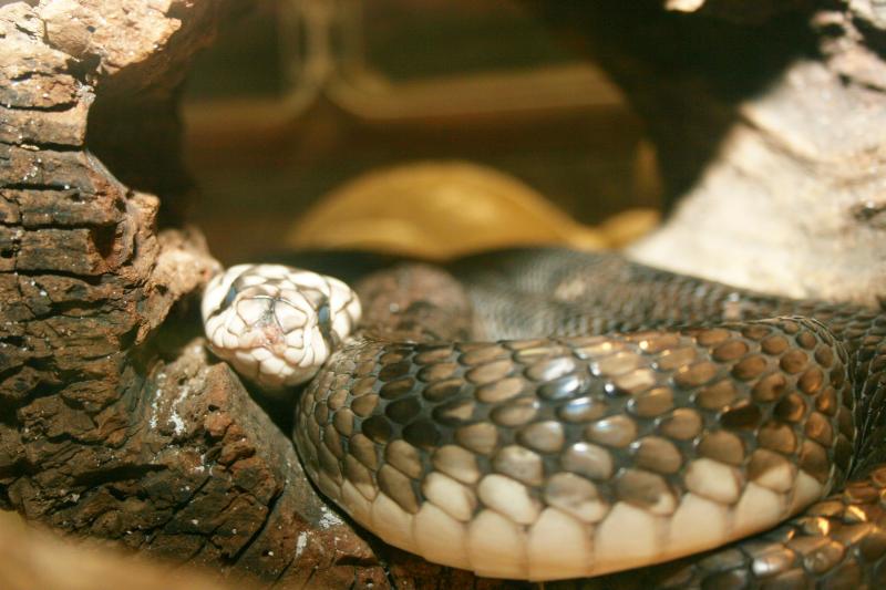 snake.jpg