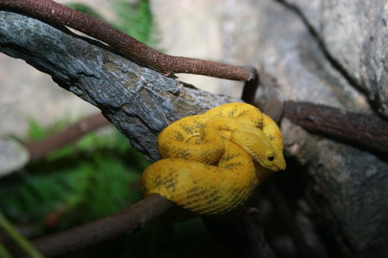 snake2.JPG