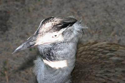 bird.jpg
