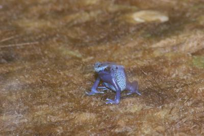 blue frog.JPG