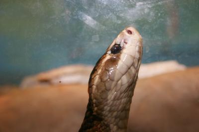 dirty snake.jpg