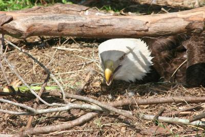 eagle.jpg
