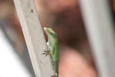 geico.JPG