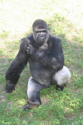 jax gorilla 2.jpg