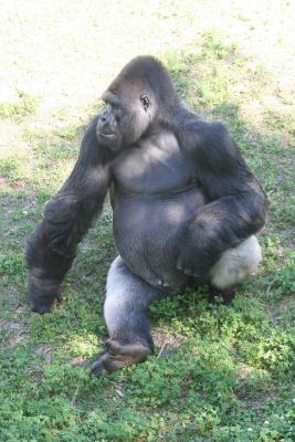 jax gorilla 3.jpg