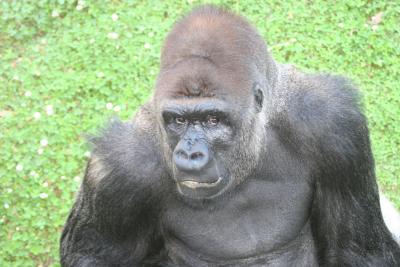 jax gorilla.jpg