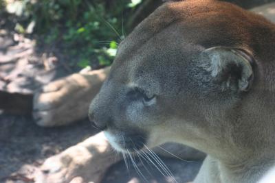 jax lion.jpg