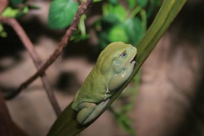 little guy 2.JPG