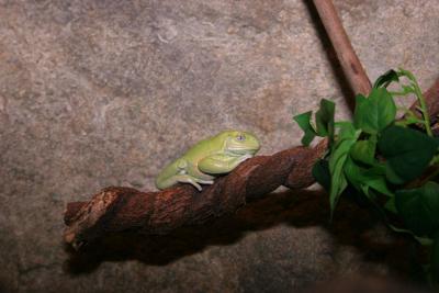 little guy 4.JPG