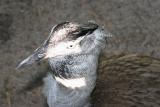 bird.jpg