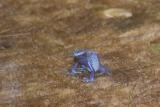 blue frog.JPG