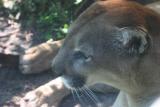 jax lion.jpg