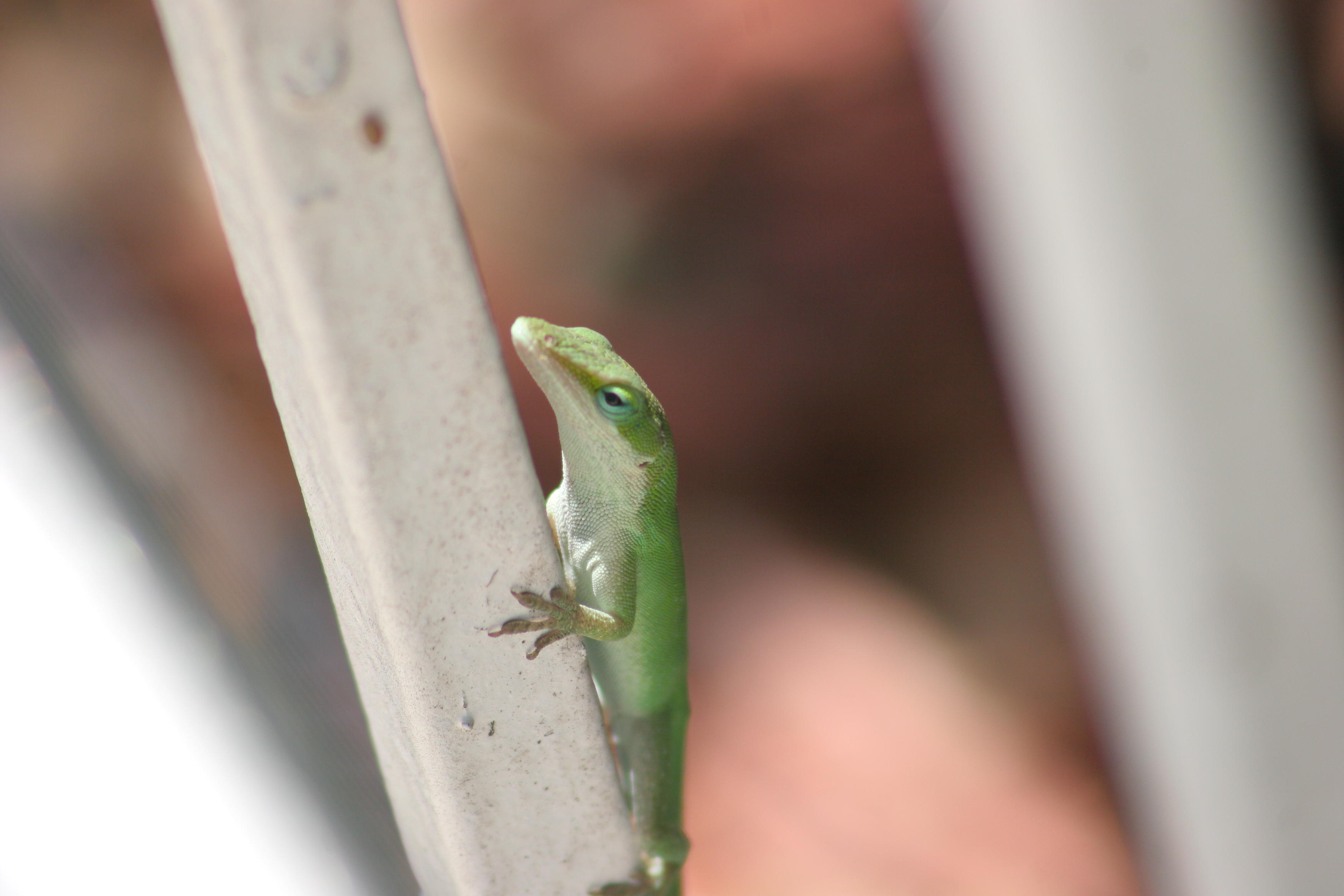 geico.JPG