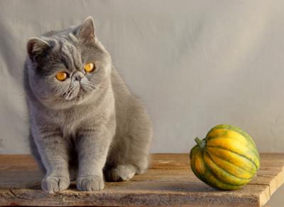 Cats And Squashes