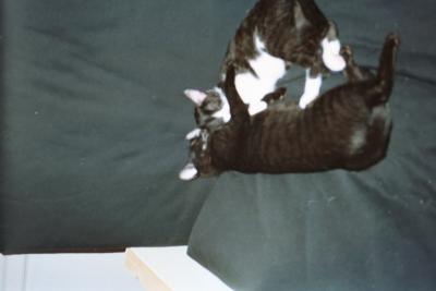 Kittens0003.jpg