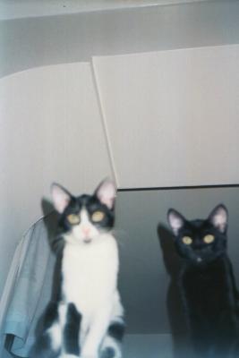 Kittens0008.jpg