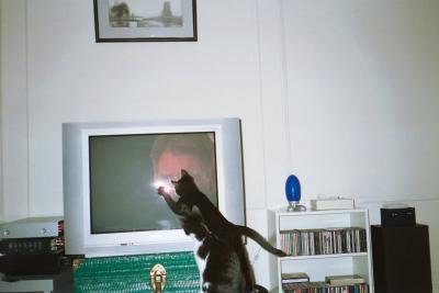 Kittens0009.jpg