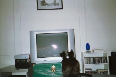 Kittens0010.jpg