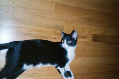Kittens0012.jpg