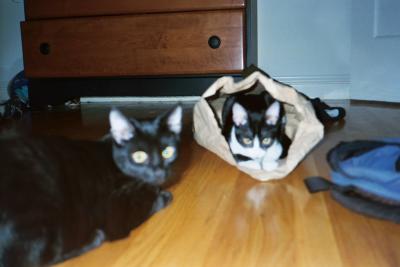 Kittens0014.jpg