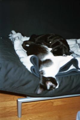 Kittens0018.jpg