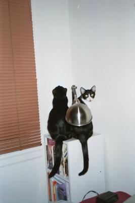 Kittens0022.jpg
