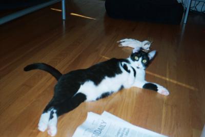 Kittens0025.jpg