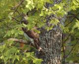 peekaboo hawk