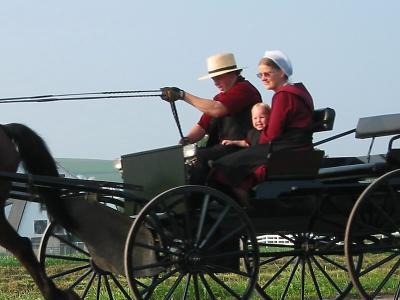 Amish Baby crop