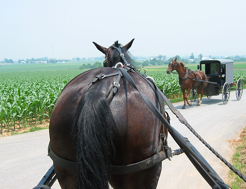 Buggy ride